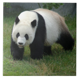 Carreau panda114
