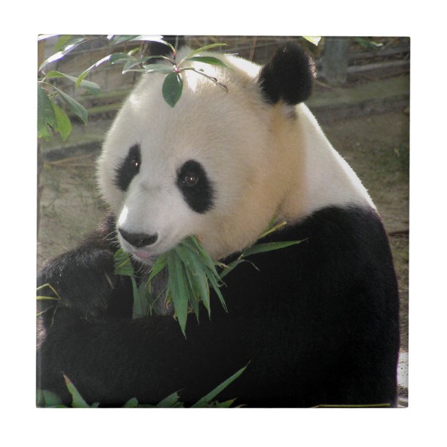 Carreau Panda Bear Hugs (Devant)