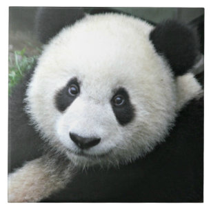 Carreau Panda géant se reposant dans une prairie verte