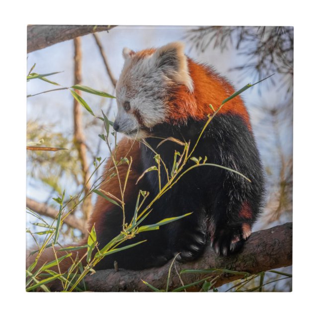 Carreau Panda rouge (Devant)