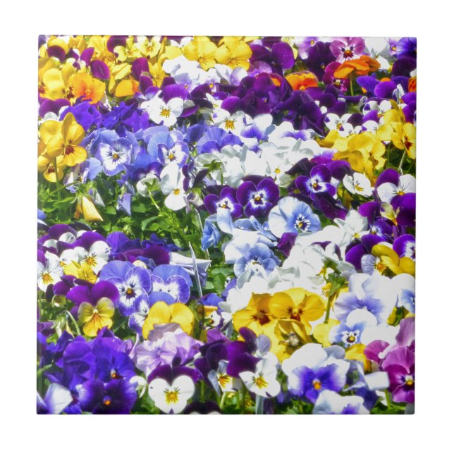 Carreau Pansies (Devant)