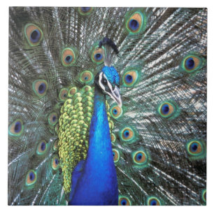 Carreau Paon magnifique déployant des plumes colorées