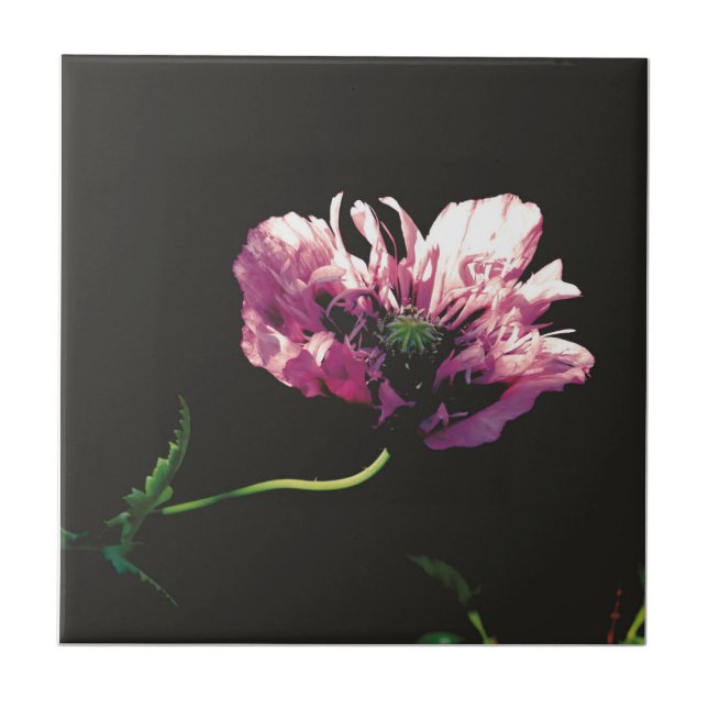 Carreau Papaver Sugarplum (Devant)