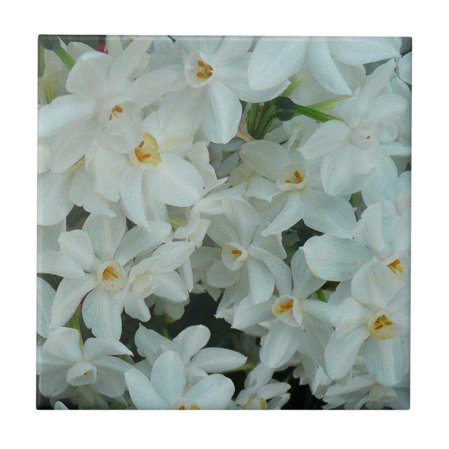 Carreau Paperwhite Narcissus Fleurs blanches délicates (Devant)