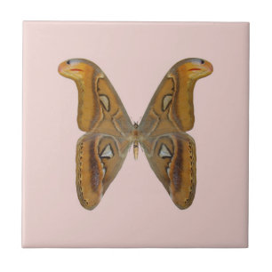 Carreau Papillon atlas