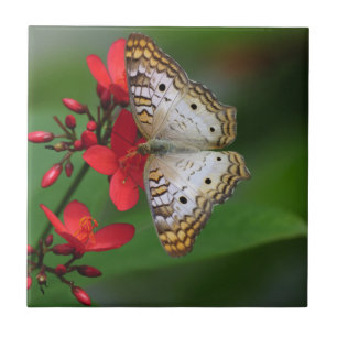 Carreau Papillon blanc sur les fleurs rouges
