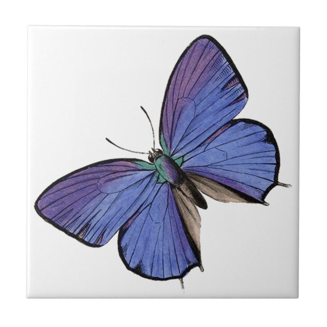 Carreau Papillon bleu (Devant)