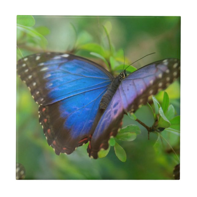 Carreau Papillon bleu (Devant)