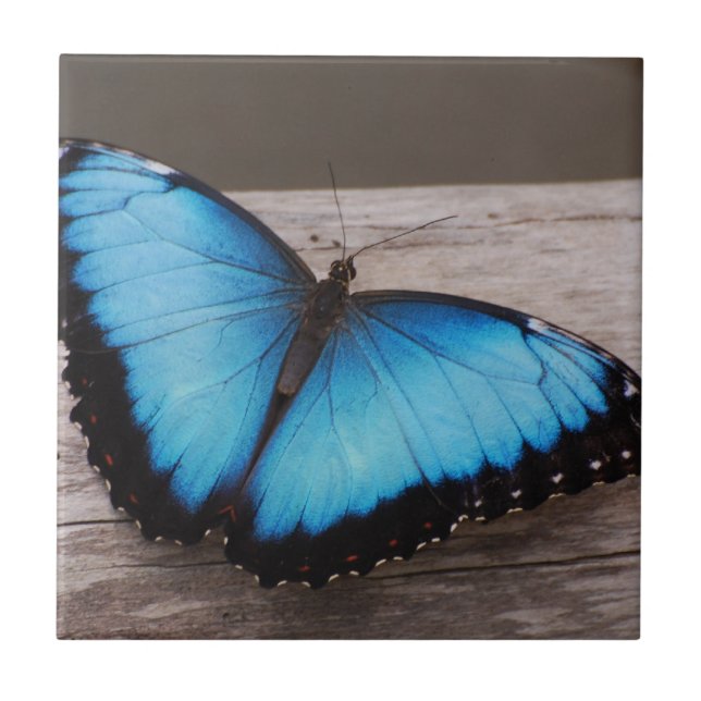 Carreau Papillon bleu de Morpho (Devant)