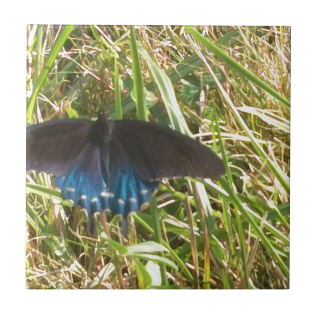 Carreau papillon bleu et noir (Devant)