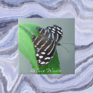 Carreau Papillon bleu ondulée sur la feuille Photo
