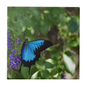 CARREAU PAPILLON BLEU QUEENSLAND AUSTRALIE D'ULYSSE