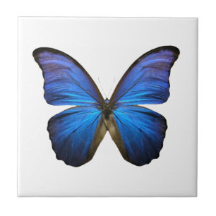 Carreau Papillon bleu rayonnant