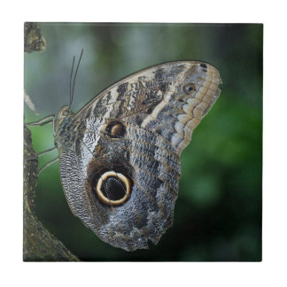 Carreau Papillon Caligo Eurilochus Incroyable