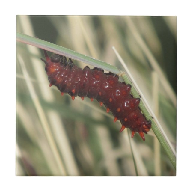 Carreau Papillon Caterpillar de machaon de Pipevine (Devant)