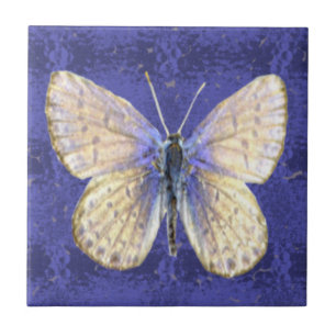Carreau Papillon de bleu du New Hampshire Karner