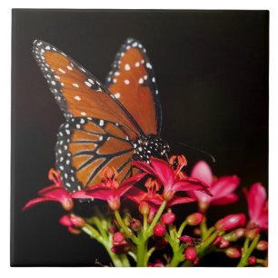 Carreau Papillon de la reine sur les fleurs roses