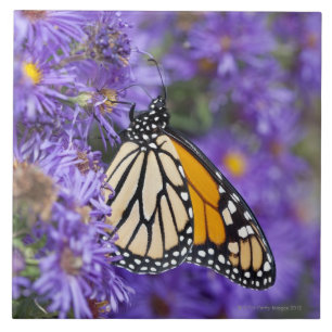 Carreau Papillon de monarque alimentant sur des fleurs
