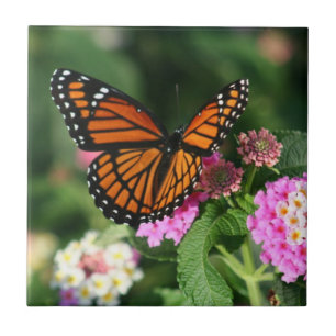 Carreau Papillon de monarque sur la tuile du Lantana