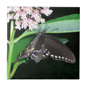 Carreau Papillon de nuit noir Swallowtail à Shenandoah