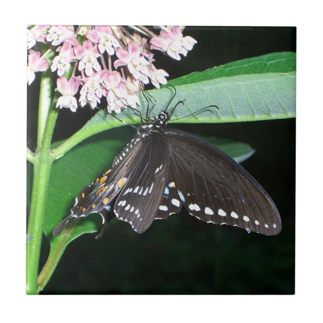 Carreau Papillon de nuit noir Swallowtail à Shenandoah (Devant)