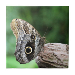 Carreau Papillon des yeux de hibou