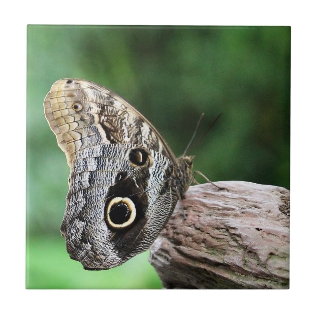 Carreau Papillon des yeux de hibou (Devant)