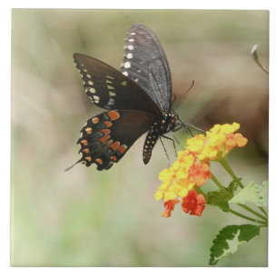 Carreau Papillon en Fleur sauvage