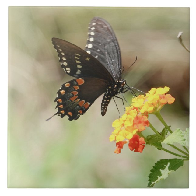 Carreau Papillon en Fleur sauvage (Devant)