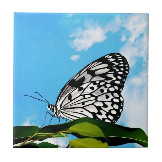Carreau Papillon et ciel (Devant)