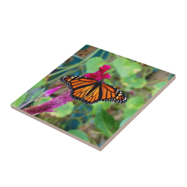 Carreau Papillon monarque (Côté)