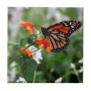 Carreau Papillon Monarque sur Orange et Lantana Rouge