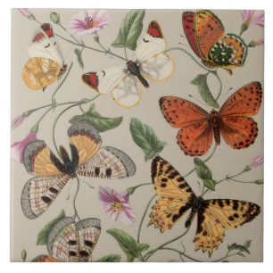 Carreau Papillon Moth Nature Collection Dessin