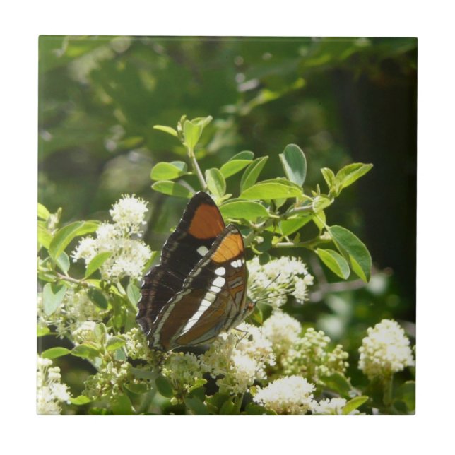Carreau Papillon-soeur de Californie en Yosemite (Devant)