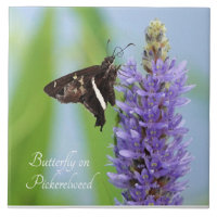 Papillon sur la fleur de Pickerelweed ;