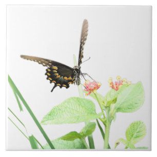 Carreau Papillon sur Lantana, sur Blanc