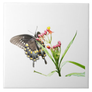 Carreau Papillon sur les fleurs d'algues, sur blanc