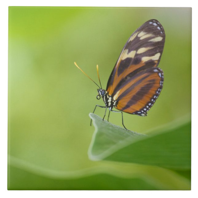 Carreau Papillon Tiger Longwing (Devant)