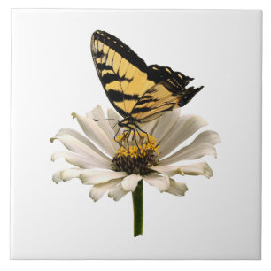 Carreau Papillon Tigre sur Zinnia Blanc