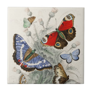 Carreau Papillons Collection Antique Papillons colorés