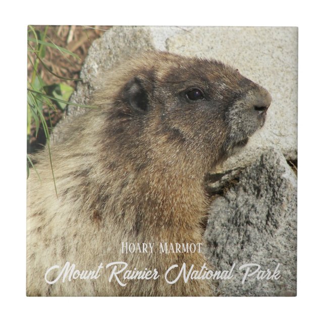 Carreau Parc national du Mont-Rainier Marmot Hoary (Devant)