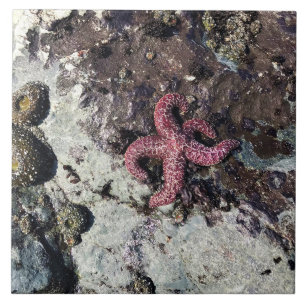 Carreau Parc Rock State de Sisters