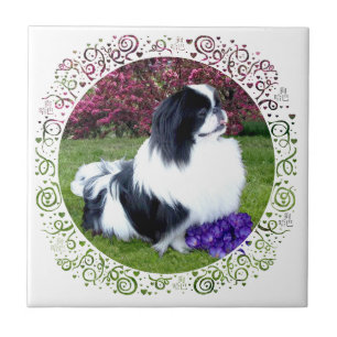 Carreau Parti-color Pekingese Dogs