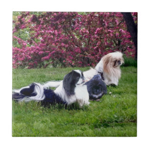 Carreau Parti-color Pekingese Dogs