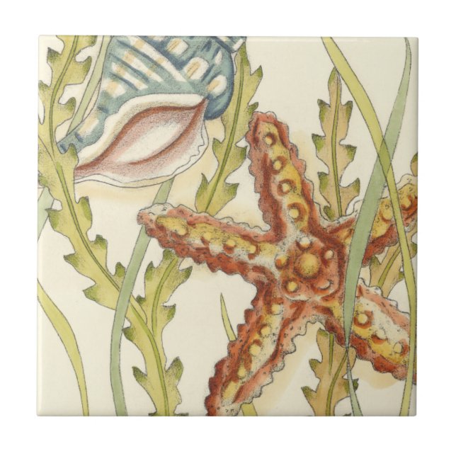 Carreau Partie Shell multicolore (Devant)