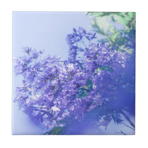 Carreau Pastel Pale Violet Jacaranda Arbre Fleurs