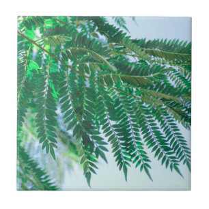 Carreau Pastel Thème Jacaranda Arbre Feuilles