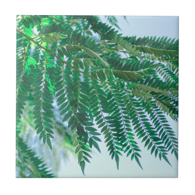 Carreau Pastel Thème Jacaranda Arbre Feuilles (Devant)