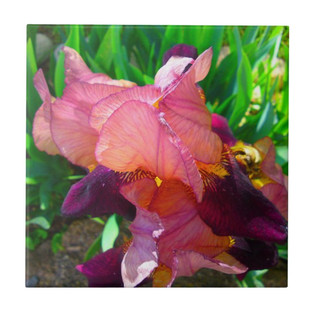 Carreau Patch de fleur Maroon Iris (Devant)