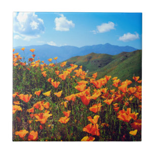 Carreau Pavot de Californie recouvrant une colline